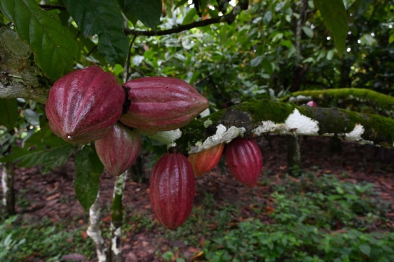 ICOAST-ECONOMY-AGRICULTURE-COCOA