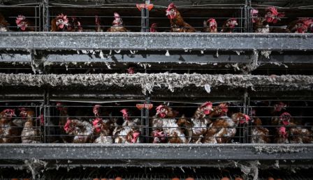 Bird Flu Detected at Australian Egg Farm, Authorities Urge Bird Owners to be Proactive