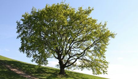 Wealthy Maine Couple Accused of Tree Killing for Ocean View Faces Consequences