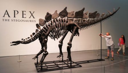 Rare Stegosaurus 'Apex' Fossil To Be Auctioned For $4-6 Million at Sotheby’s in New York