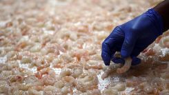 Kroger Shrimp Products Recalled Over Possible Nuclear Byproduct Exposure