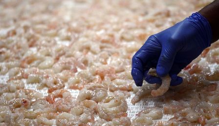 Kroger Shrimp Products Recalled Over Possible Nuclear Byproduct Exposure