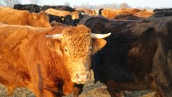 JBS Faces Lawsuit in Brazil Over Beef Linked to Forced
